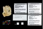 Foto (Objekt + Etikett) von Goniodromites sp.  (NHMW-GEO-1990-0041-2724a)